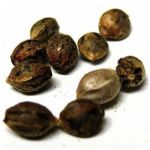 Семена марихуаны АК-47  (Seeds AK-47) в Прокопьевске